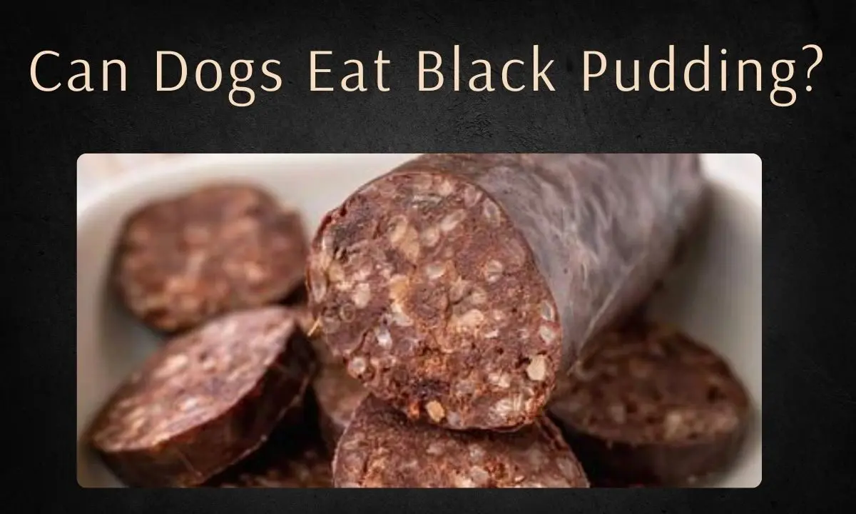 Can Dogs Eat Black Pudding?