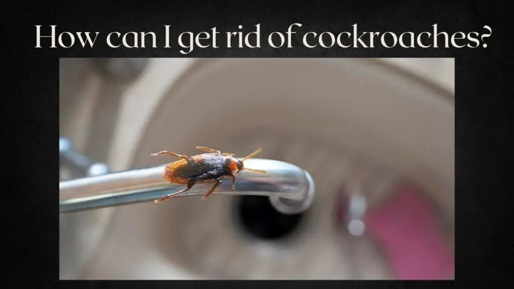How-can-I-get-rid-of-cockroaches