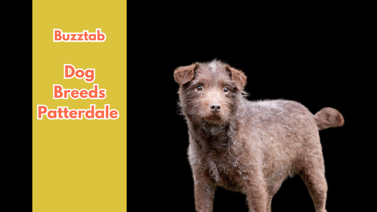 Dog Breeds Patterdale